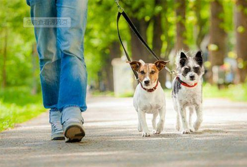 新潮鐘點工收入超白領：狗“保姆”陪狗散步